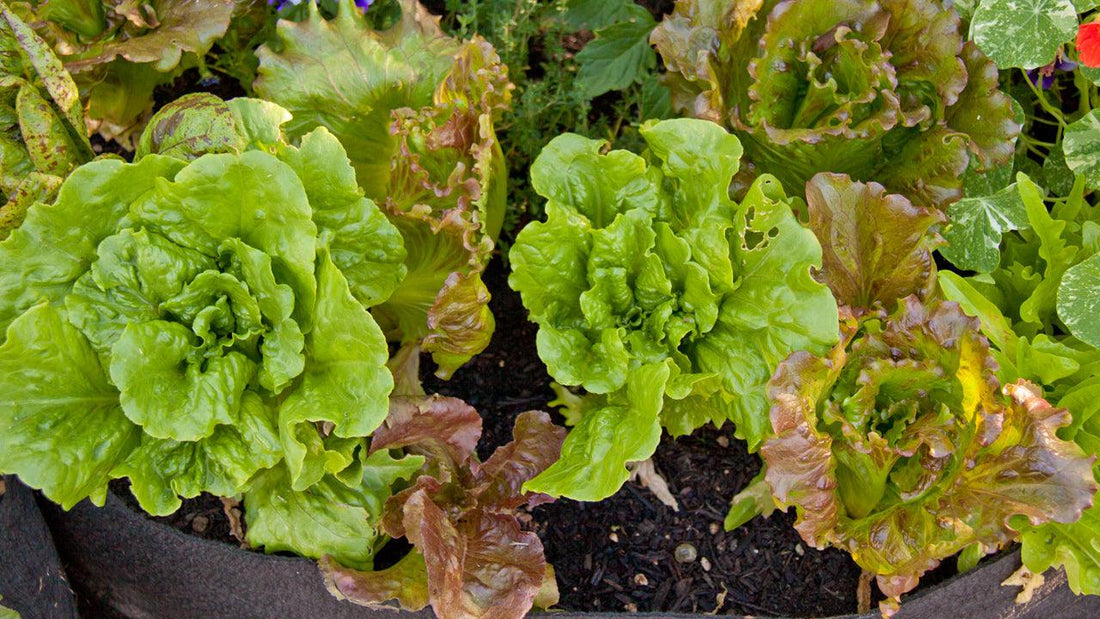 Green and red lettuce heads in a garden