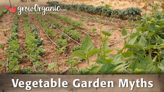 Vegetable garden myths graphic over garden rows