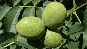 Gardening Near Black Walnut Trees: Juglone and Plant Choice