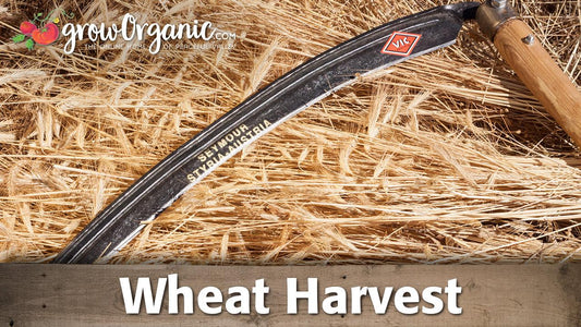 Curved hand sickle lying on straw