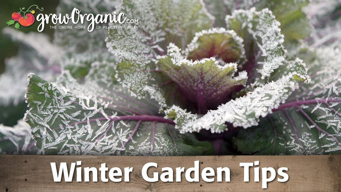 Frost-covered cabbage in a Washington winter garden