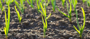 Fall and Winter Mulching: Timing, Depth and Exceptions