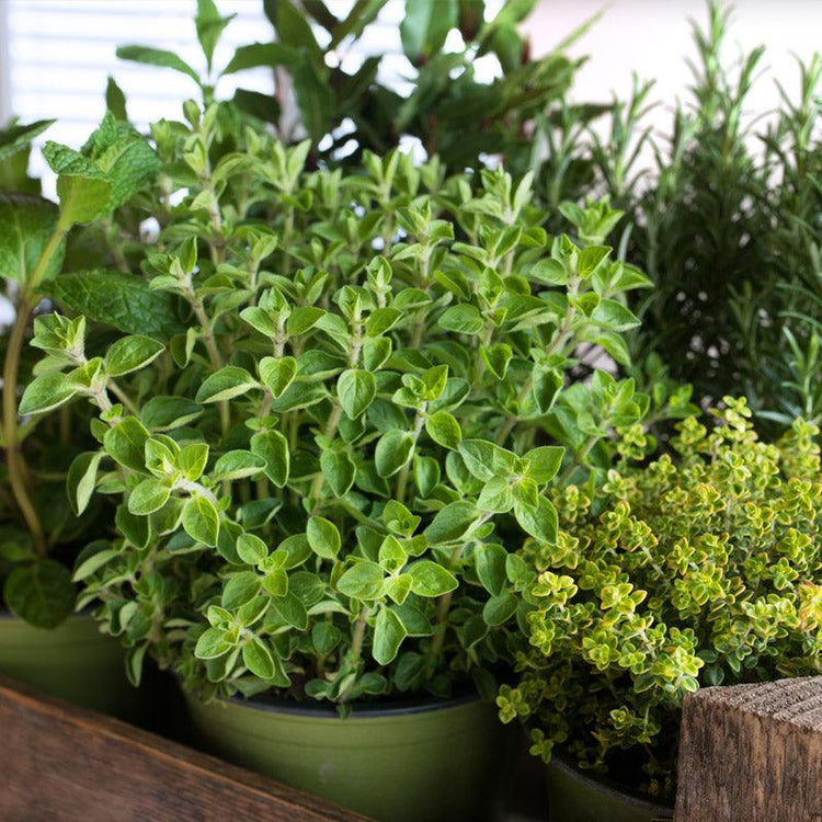 Assorted potted culinary herbs