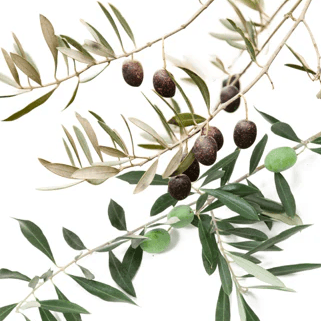 Black olives growing on leafy branches