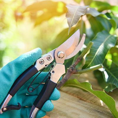 Gloved hand pruning a branch with teal shears