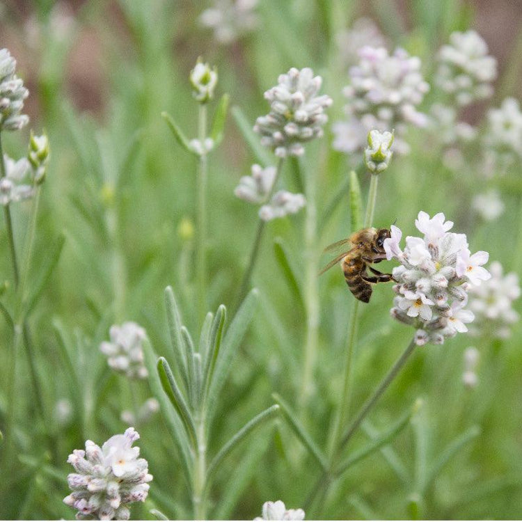 Bee visiting small white perennial-herb flowers