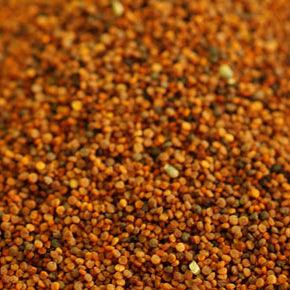 Close-up of mixed tiny bulk seeds