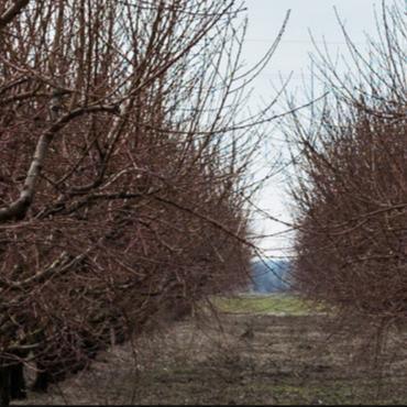 Rows of dormant leafless orchard trees
