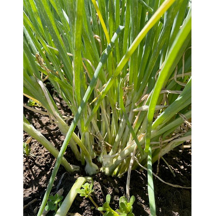 Egyptian walking onions growing in a garden