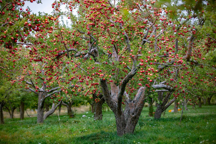Apple trees bearing red fruit in an orchard