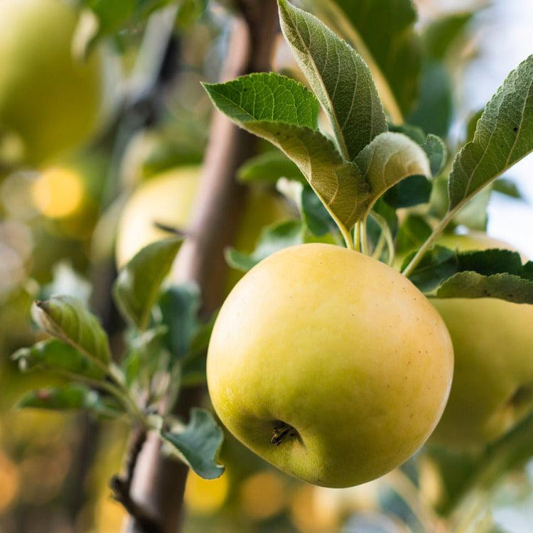 Golden apple tree for a home orchard