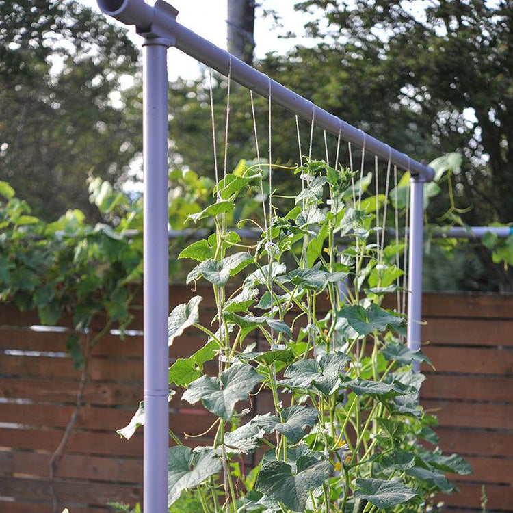 Green vines climbing a metal garden trellis