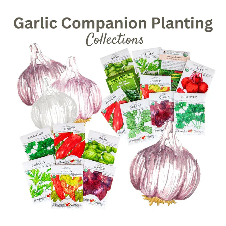 Garlic companion seed collections with herbs and vegetables
