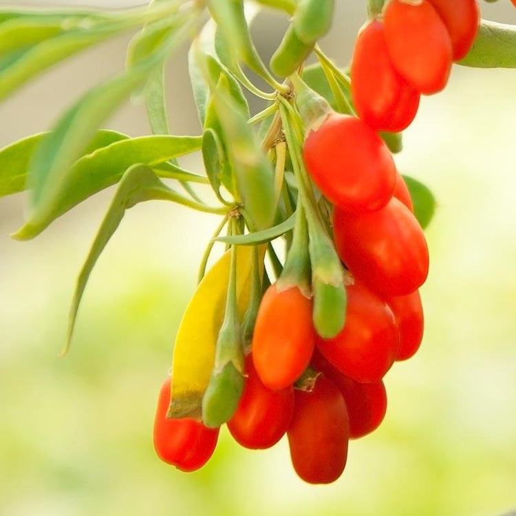 Cluster of orange goji berries on a branch