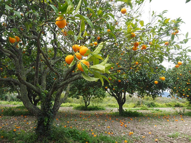 Fruit Pest Control