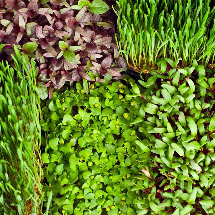 Patchwork of green and purple cover-crop seedlings