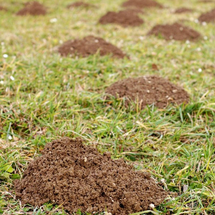 Gopher Wire & Gopher Baskets