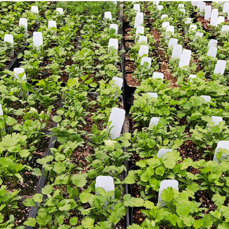 Rows of vegetable, herb, and flower plants in a nursery