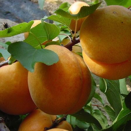 Ripe apricots hanging among green leaves