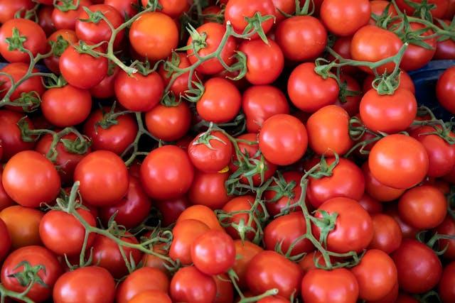Pile of ripe red tomatoes on the vine