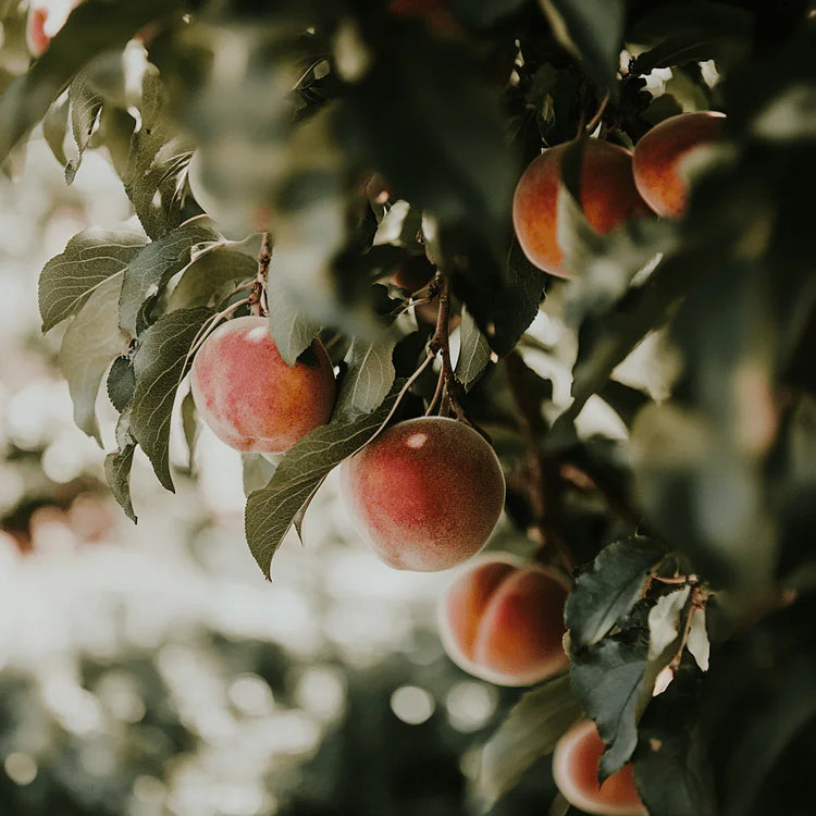 Dwarf and semi-dwarf fruit trees