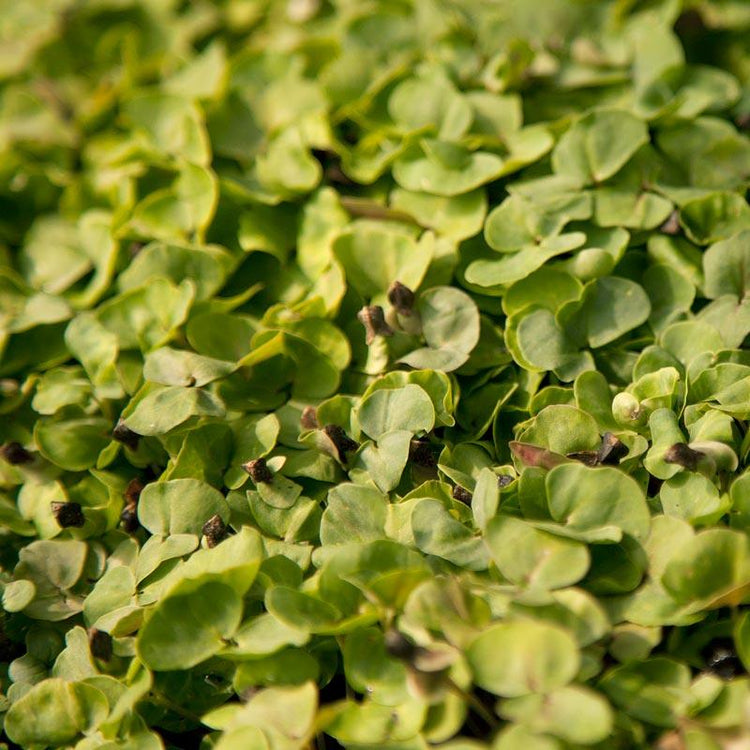 Dense green summer cover-crop foliage