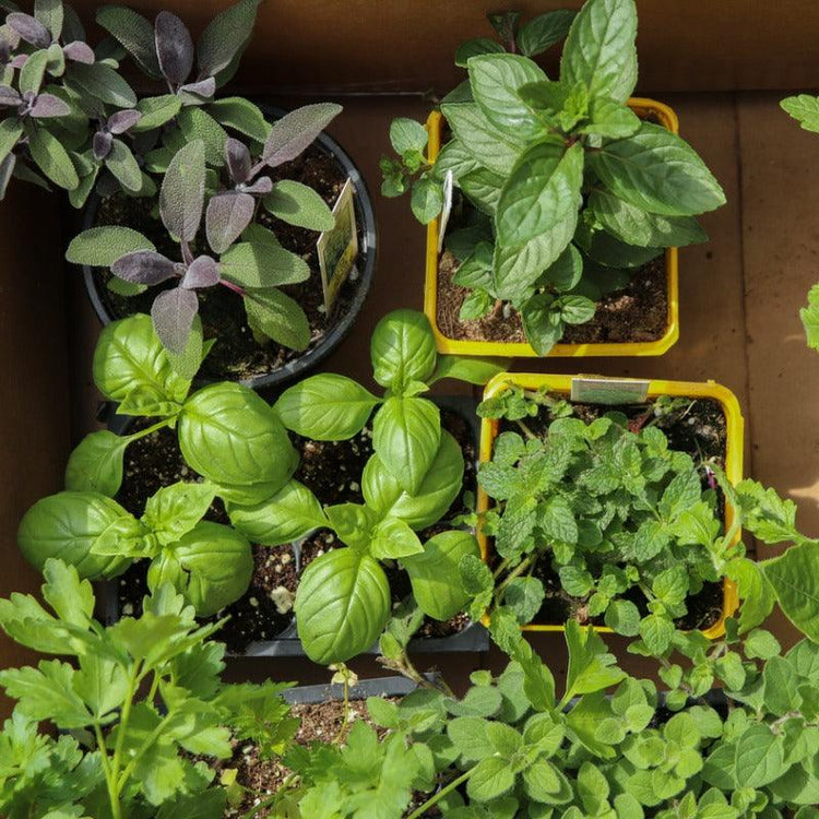 Assorted medicinal seedlings in small pots