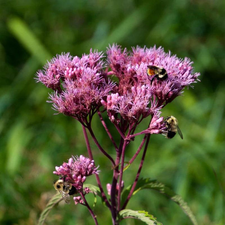Bee visiting a cluster of pink pollinator flowers