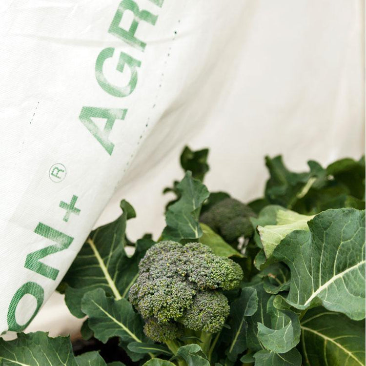 White row-cover fabric beside harvested broccoli