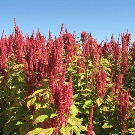 Tall red amaranth seed heads in a field