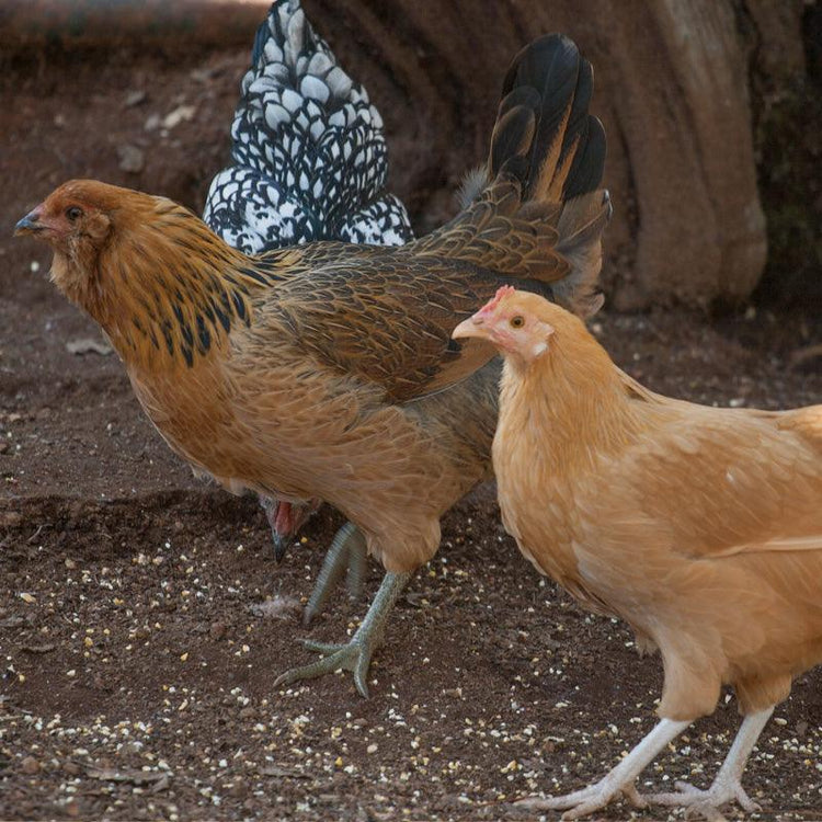 Brown, tan, and speckled chickens
