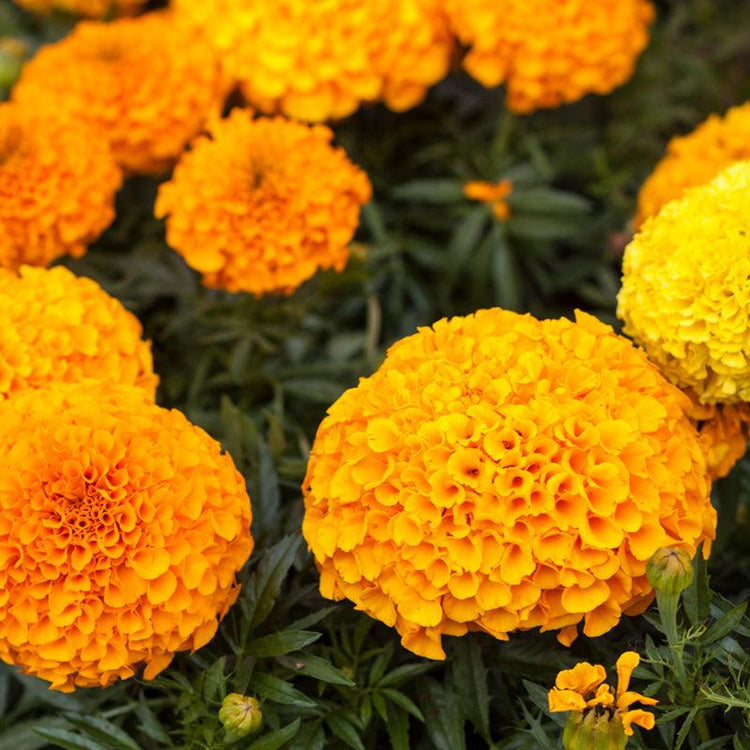 Cluster of bright orange marigolds
