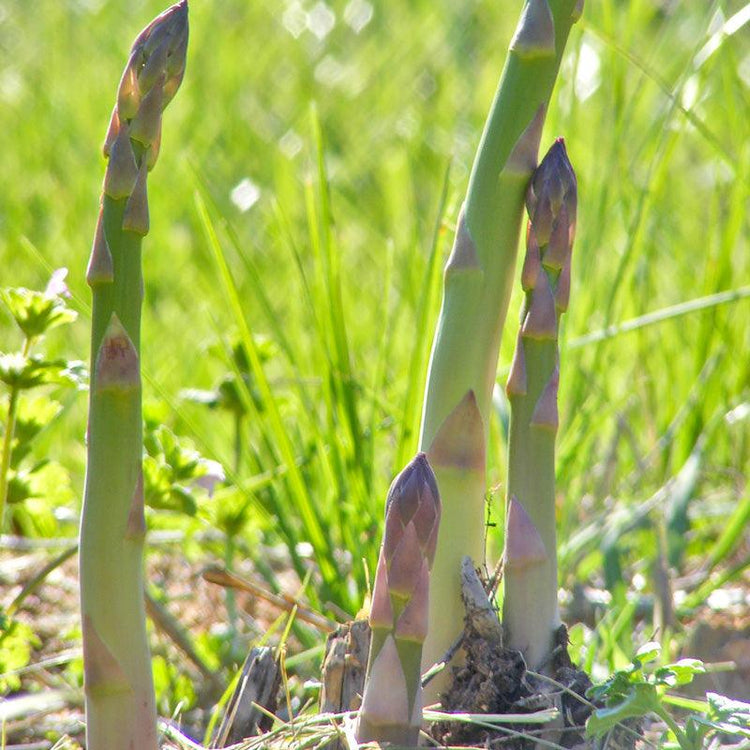 Young asparagus spears emerging from soil