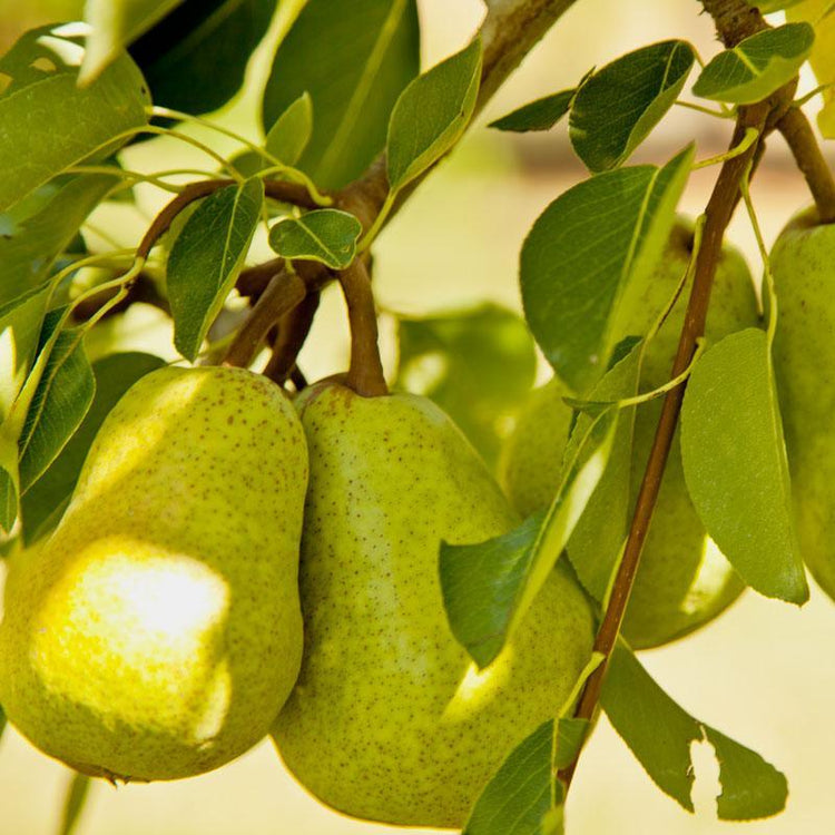 Green pears hanging on a leafy tree