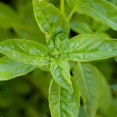 Close-up of fresh green basil leaves
