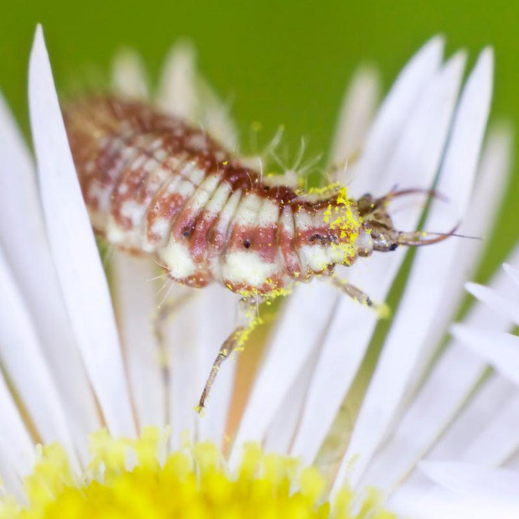 Lacewing perched on a white flower