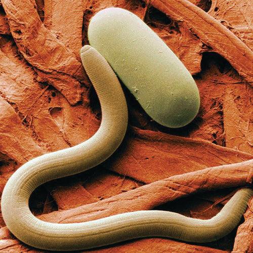 Beneficial nematodes on plant tissue