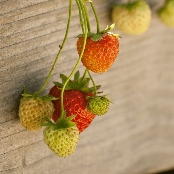 June-bearing strawberries at different ripening stages