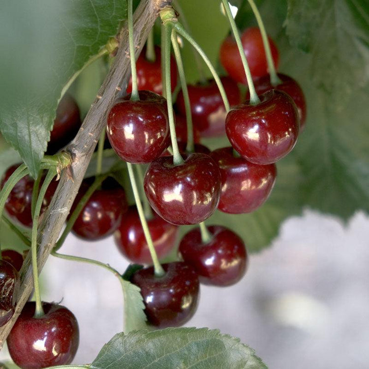 Cluster of ripe dark red cherries