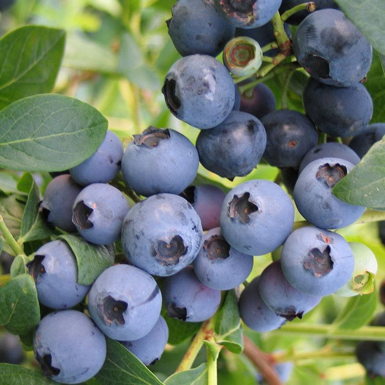 Cluster of ripe blueberries on a bush