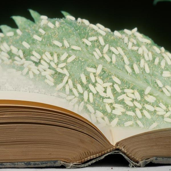 White insects clustered beneath a leaf