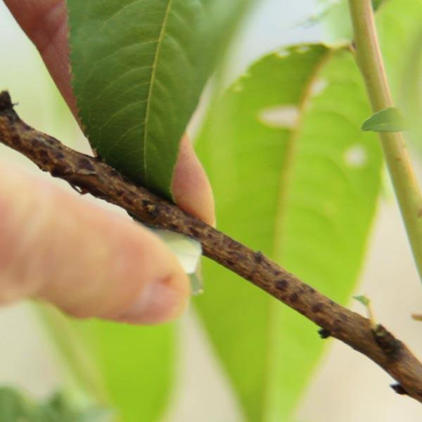 Hand pointing to a woody branch above an open book