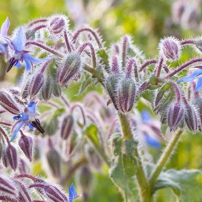 Purple borage flowers with fuzzy stems