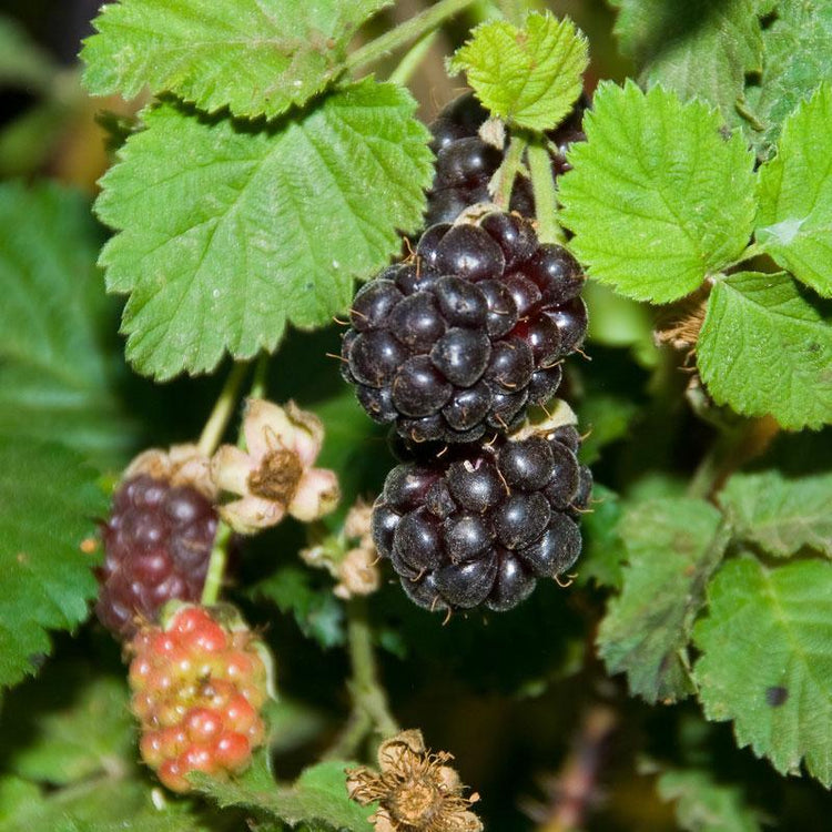 Ripe dark boysenberry on the cane