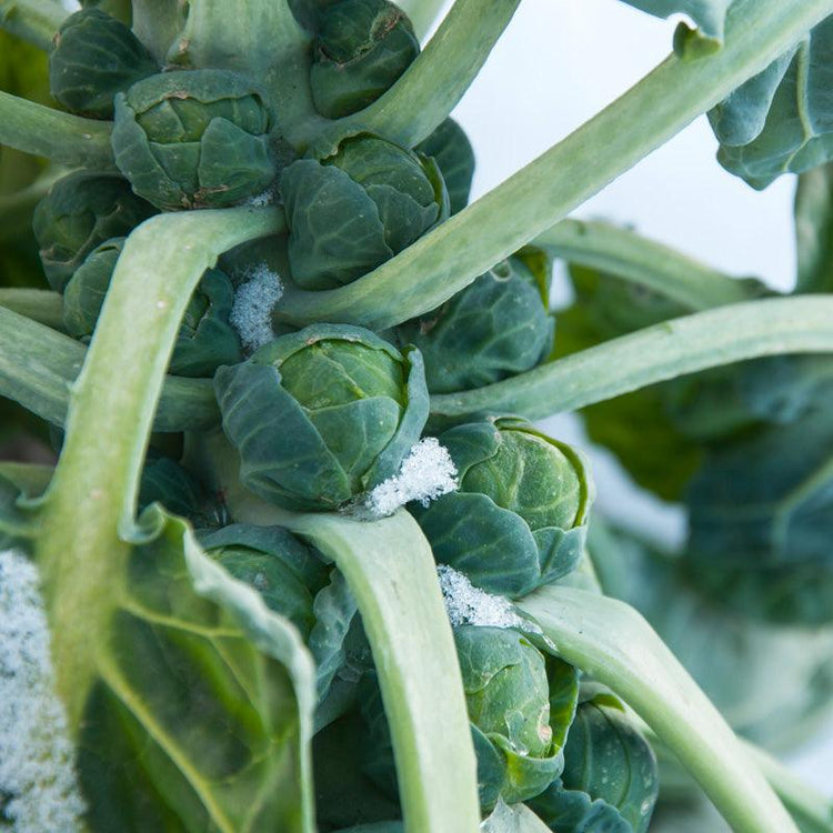 Brussels sprouts growing along a thick stalk