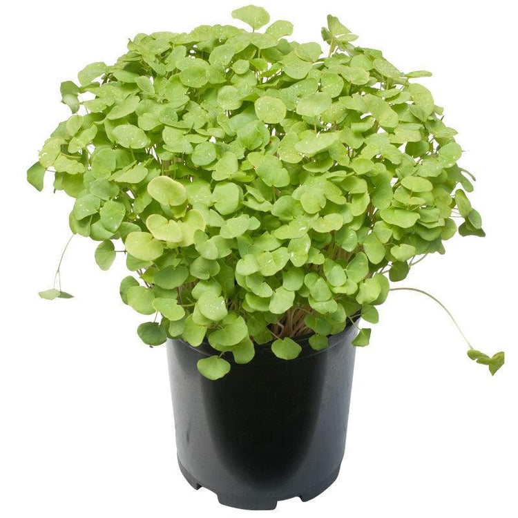 Dense buckwheat seedlings in a black pot