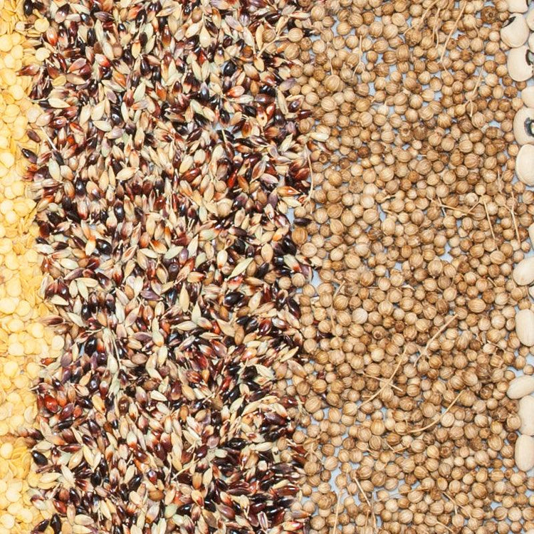 Rows of assorted bulk herb seeds