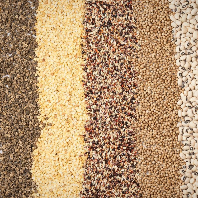 Rows of assorted bulk vegetable seeds