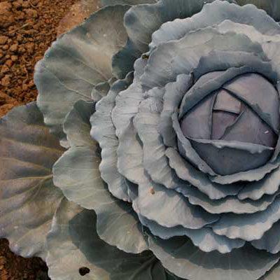 Purple cabbage head in a garden bed