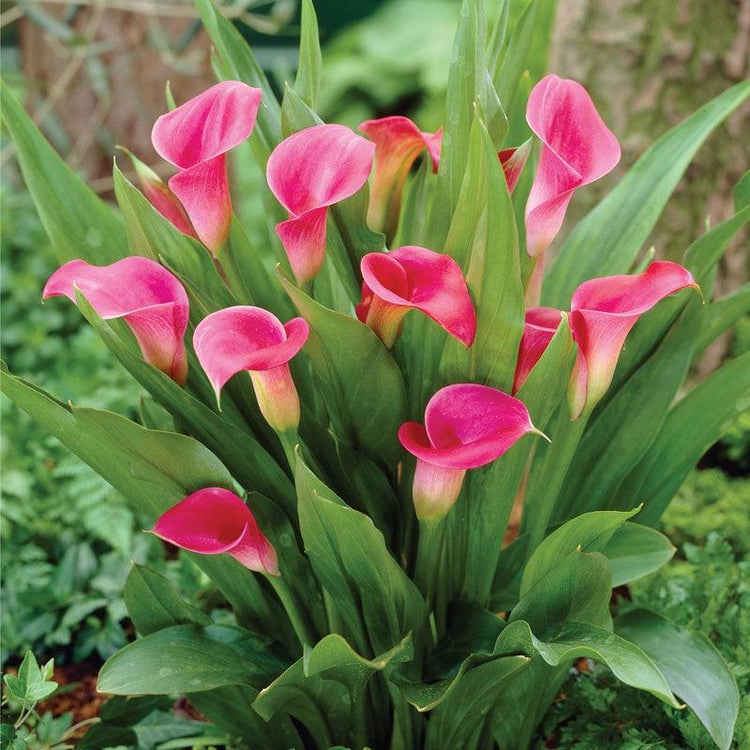 Pink calla lilies blooming in a garden